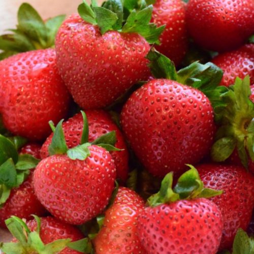 camarosa-strawberry-variety-2